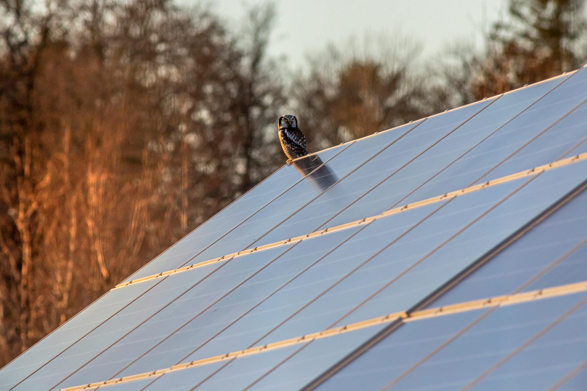 The Sun Rises on British Power: Solar Dominance Rewrites the Energy Landscape