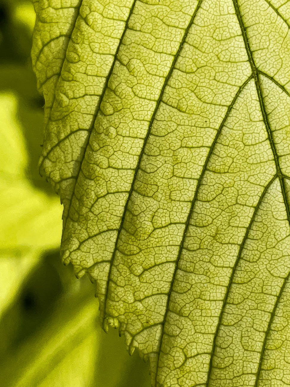 The Double-Edged Leaf: Unpacking the Growing Concerns Around Kratom’s Promise and Peril
