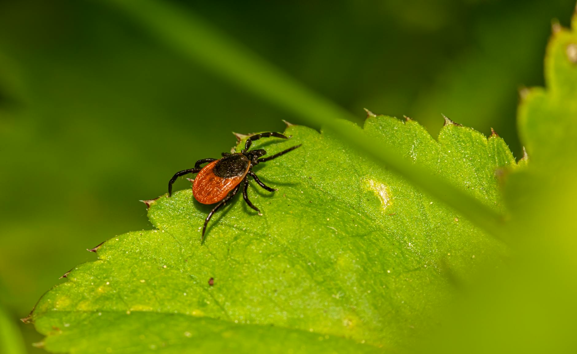 Tiny Invaders, Gigantic Journeys: How Seven Tick Species Rode Global Travel to Connecticut and What It Means for Our Future