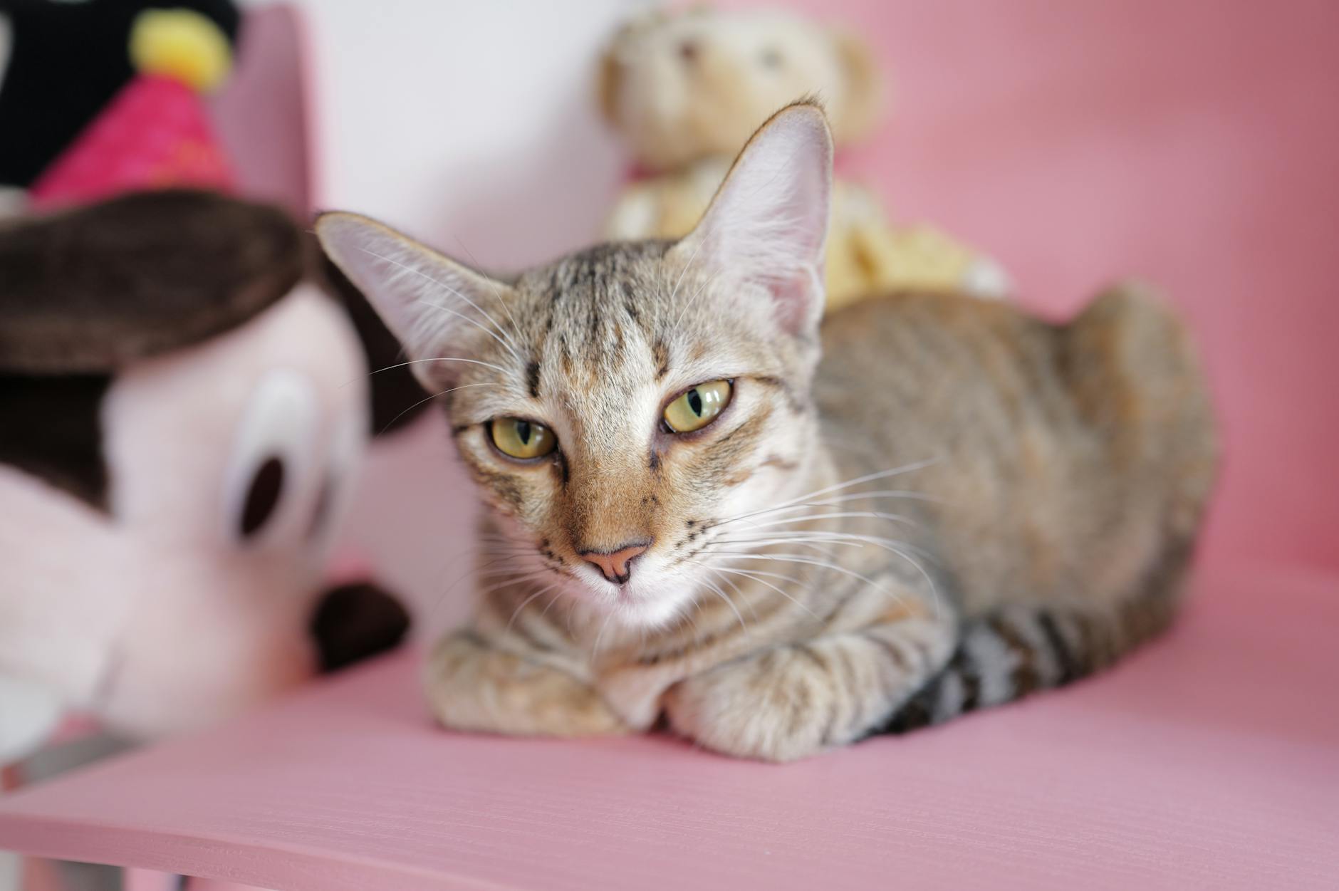 From Stuffed Animals to Lunar Voyages: A Plush Companion for Artemis 2’s Journey