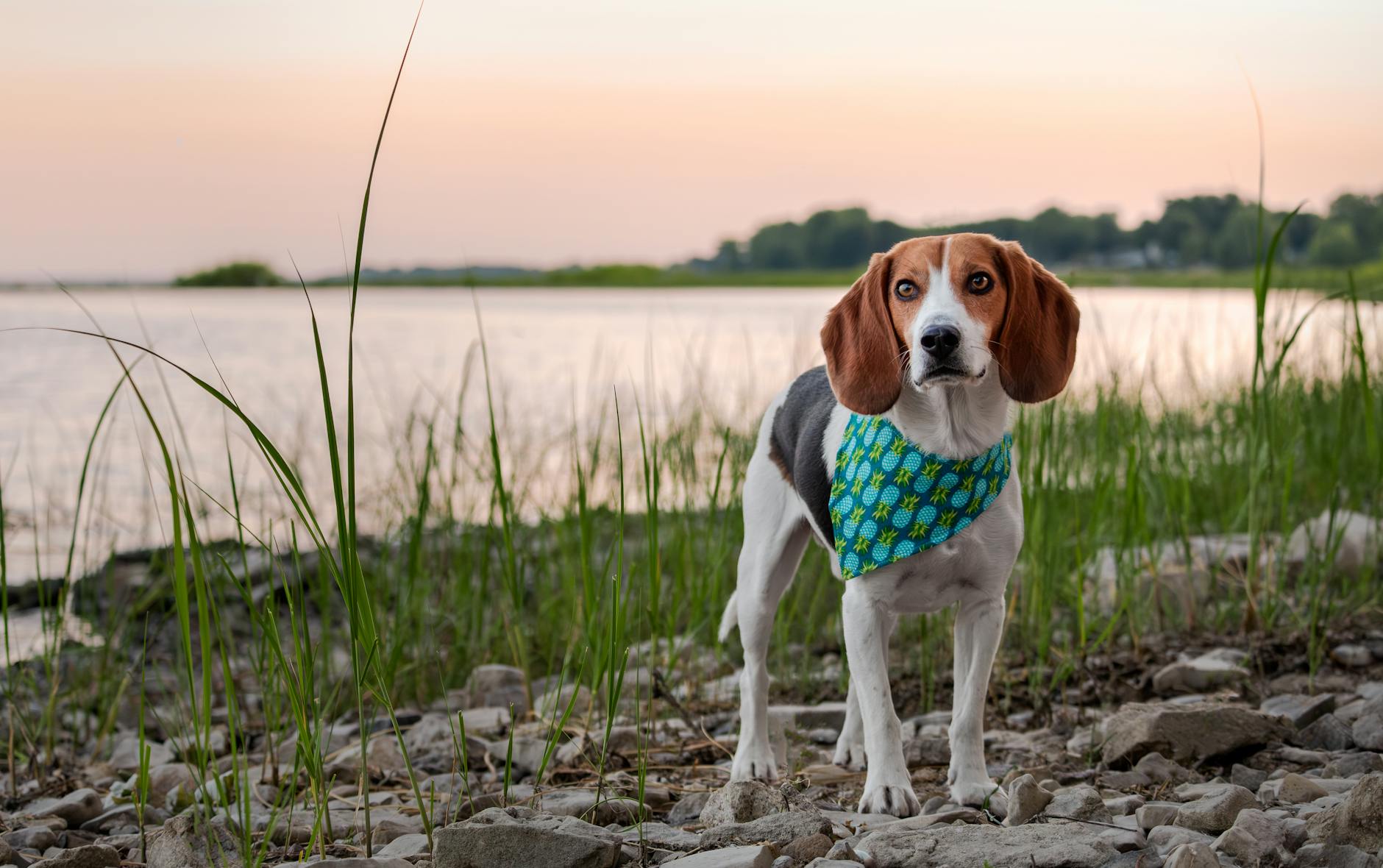 Canine Detectives: A New Breed of Vigilance Against Invasive Lanternflies in Virginia