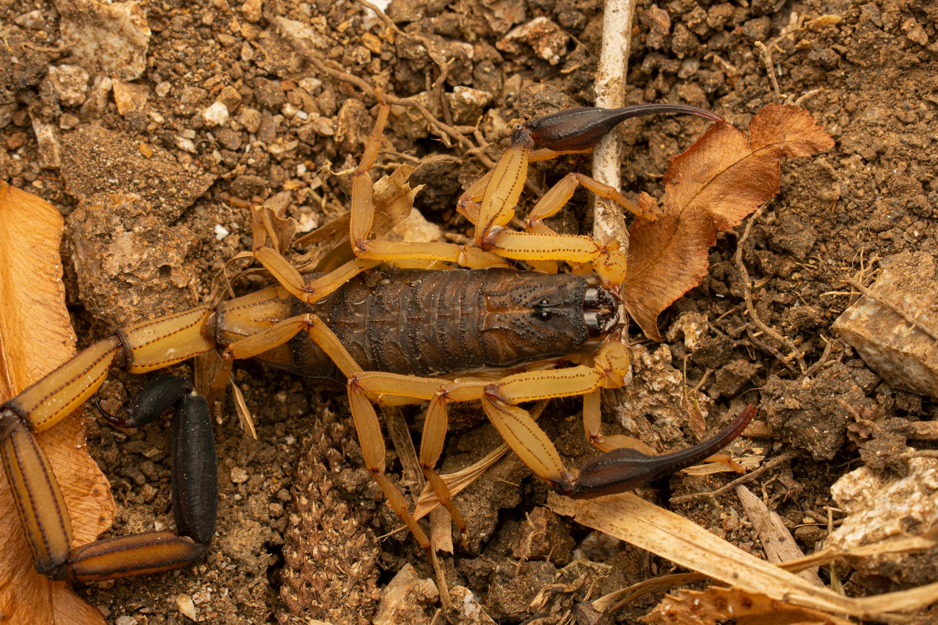 The Lingering Sting: How Scorpion Venom Delays Nerve Recovery