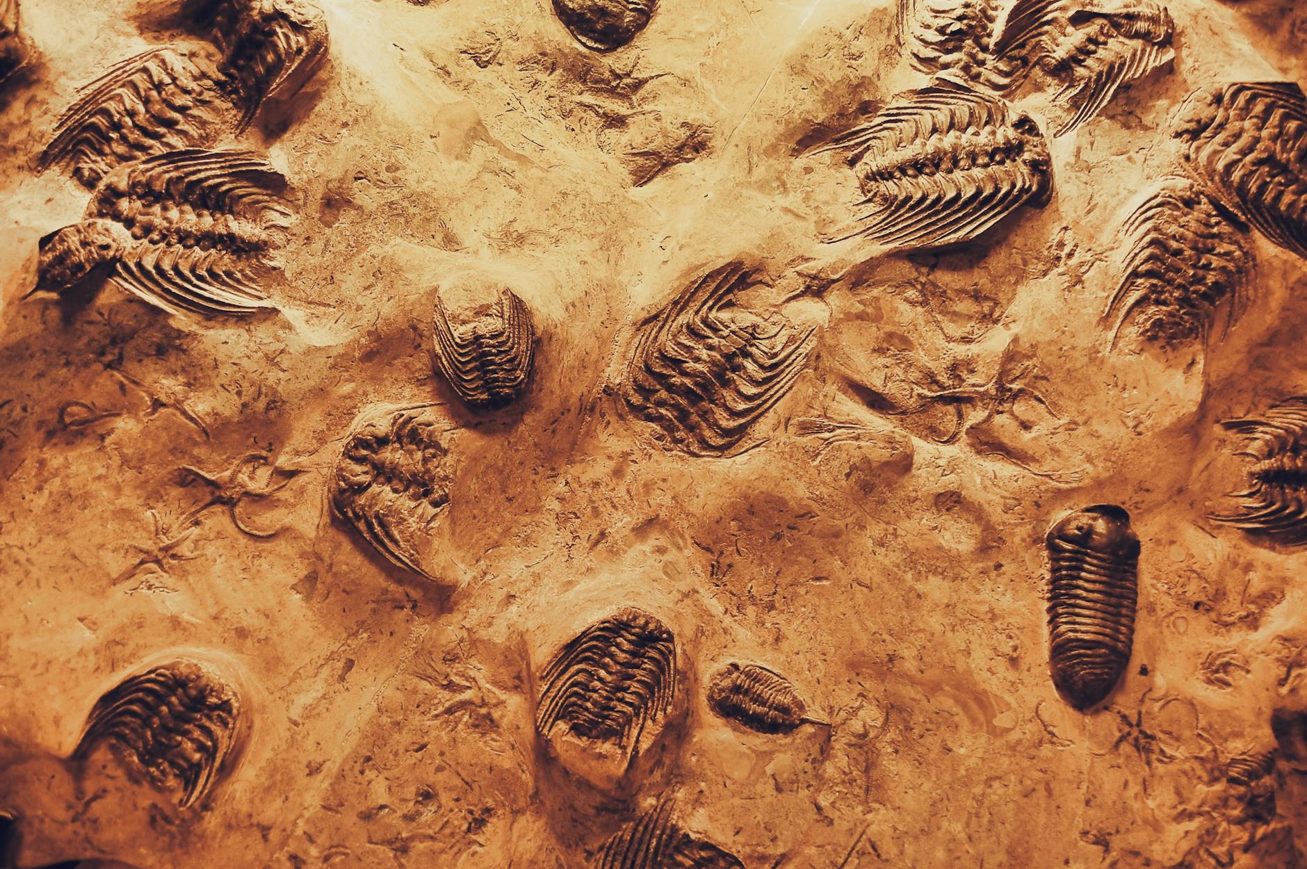 Echoes from the Pliocene: Ancient Deer Fossils Rewrite Tennessee’s Prehistoric Chapter