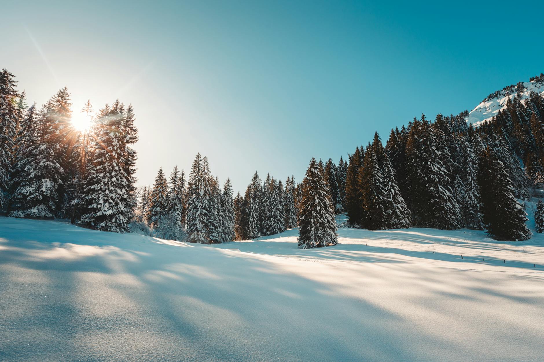 Logistic vs SVM vs Random Forest: Which One Wins for Small Datasets?