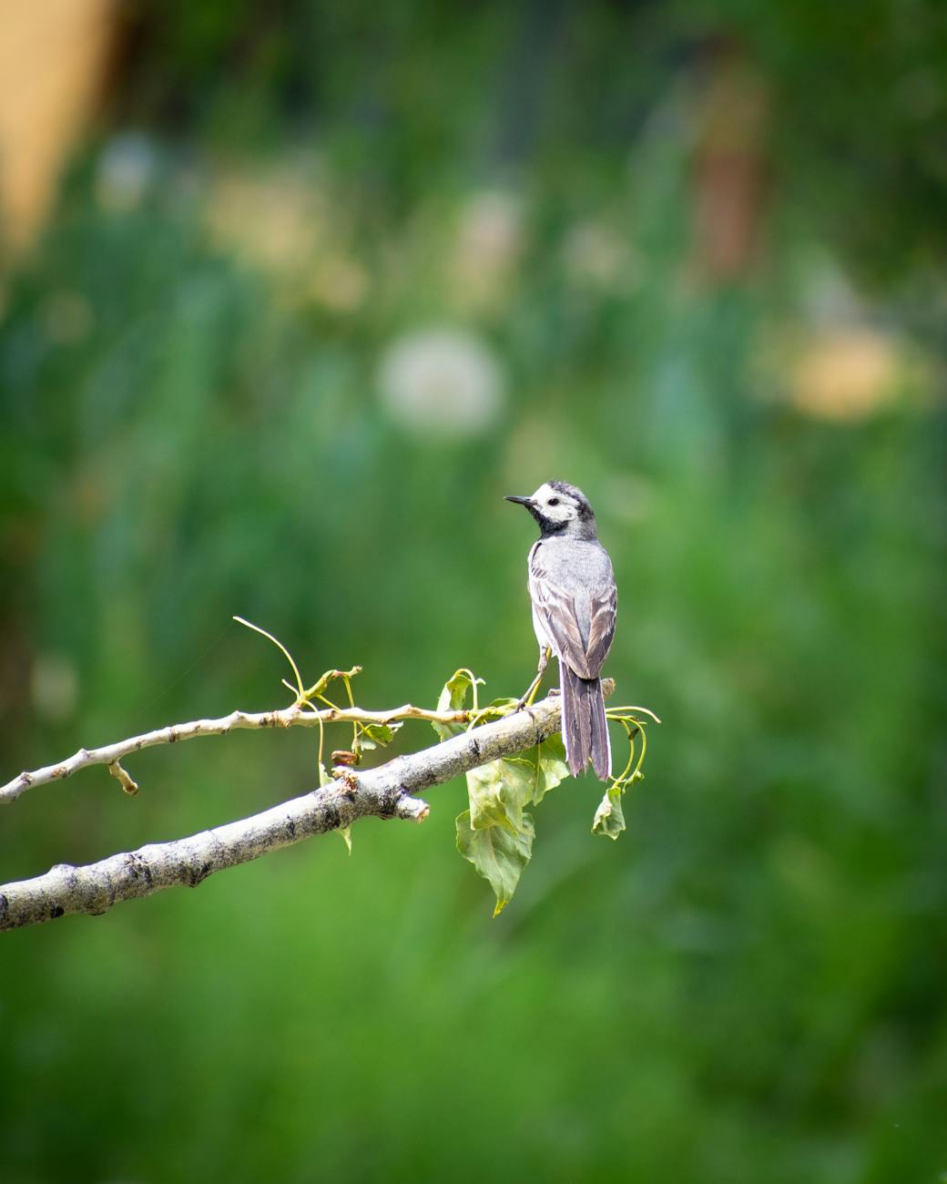 Feathered Friends in the Crosshairs: Trump’s Selective War on Bird Deaths Sparks Outrage