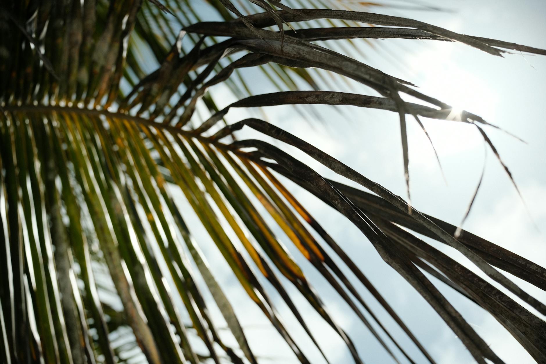 A Week of Secrets Under the Caribbean Sun: Cleyvis Natera’s ‘The Grand Paloma Resort’ Unpacks Privilege and the Echoes of the Past
