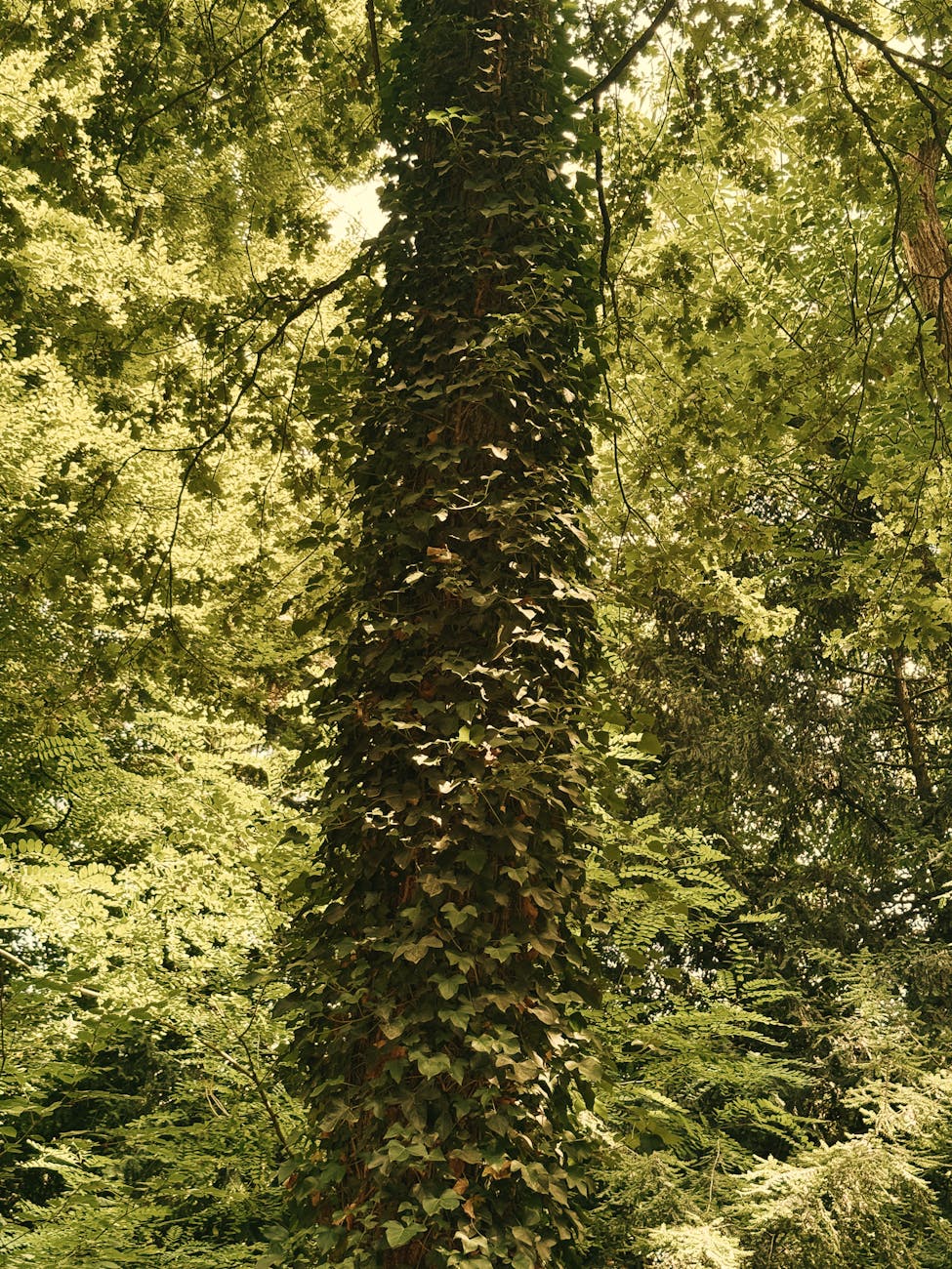 Hedera’s HBAR Finds Its Feet: Institutional Interest Fuels Volatility and Potential Growth