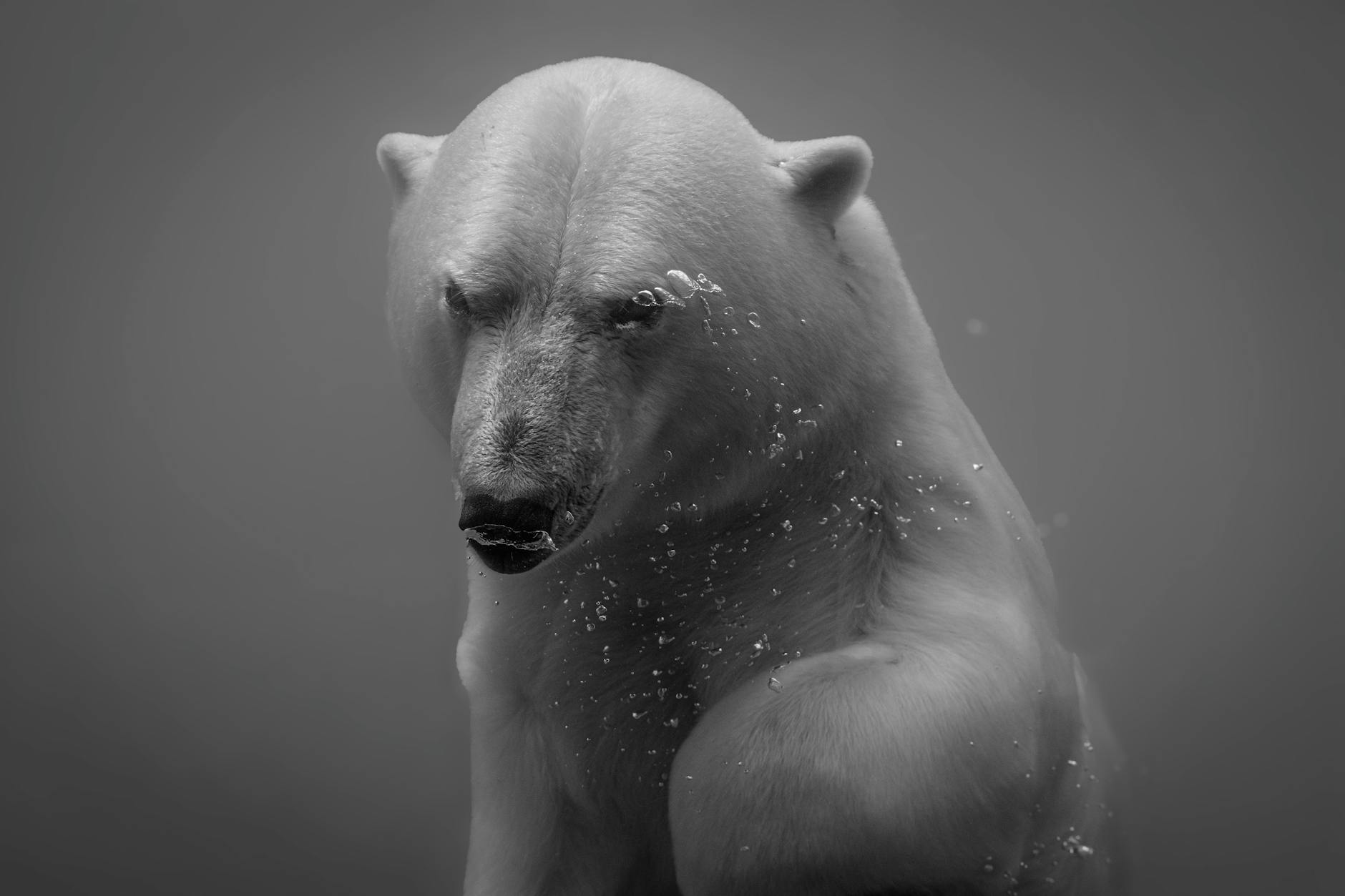 The Arctic Crucible: Trump’s Alaskan Gambit and the Reshaping of Global Power