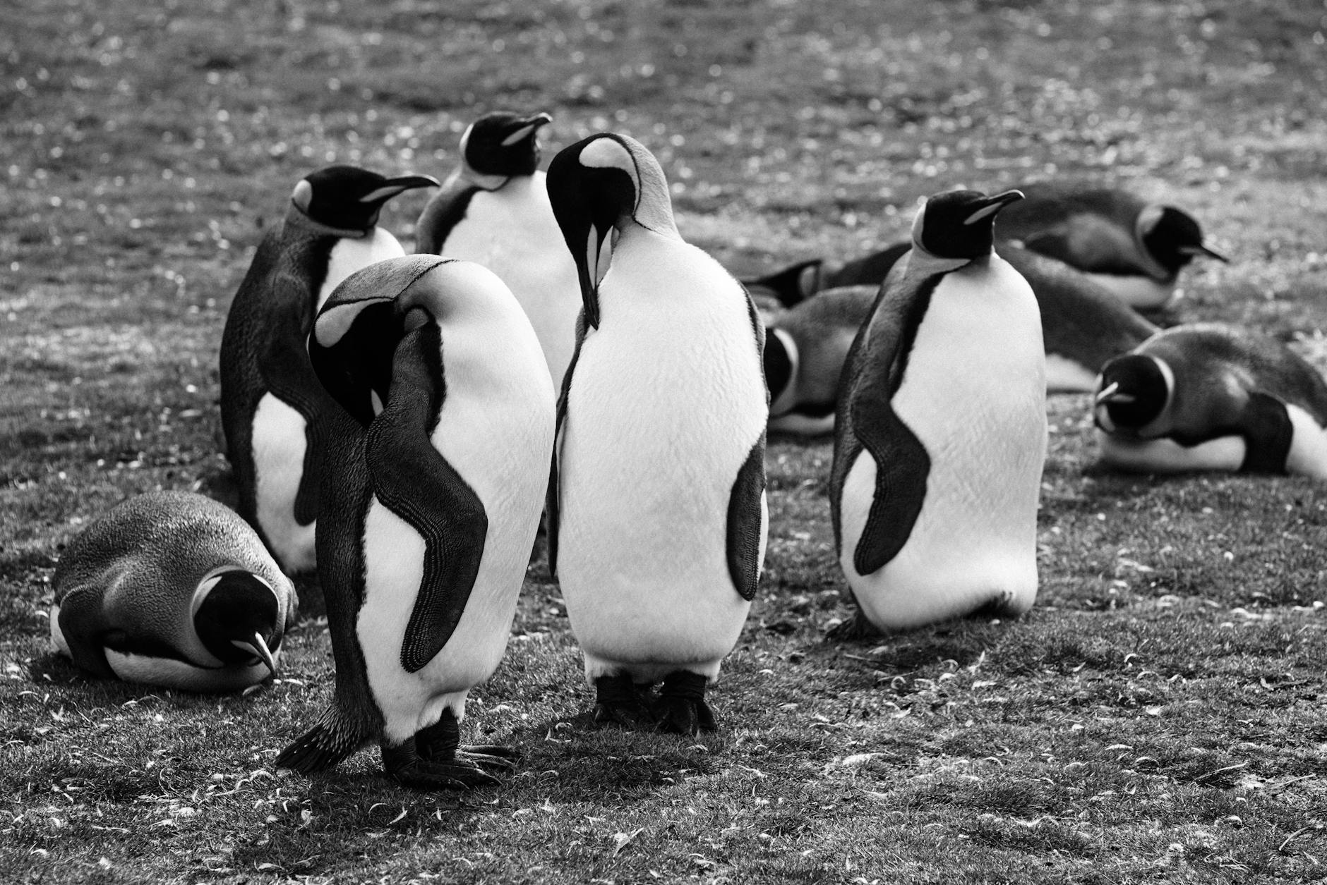 The Brains of the Same Feather Flock Together: New Study Reveals Neural Connections Predict Friendship